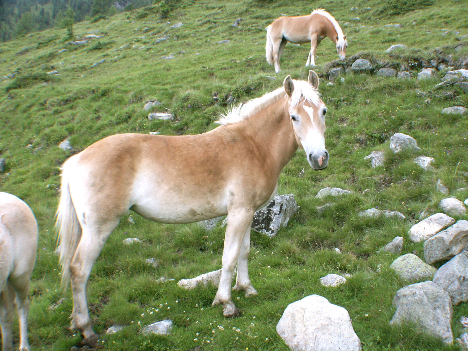 junger haflinger.jpg